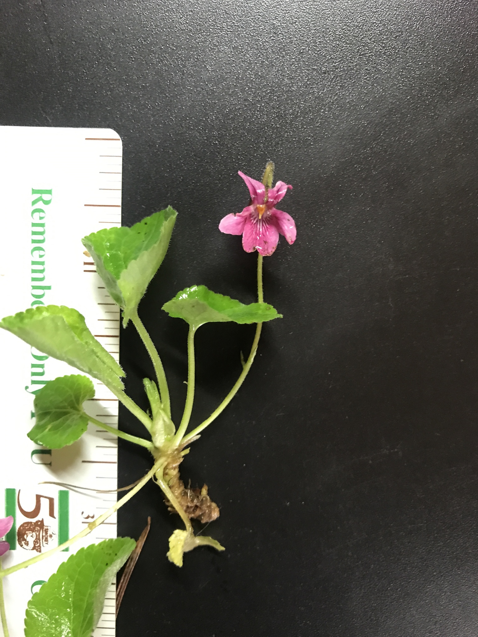 Violeta Común (Viola odorata) · iNaturalist Chile