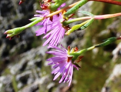Lampranthus falcatus