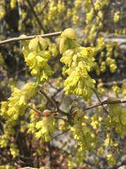 Corylopsis spicata
