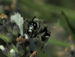 Anthophora pubescens