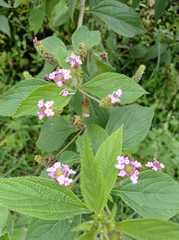 Lantana rugosa