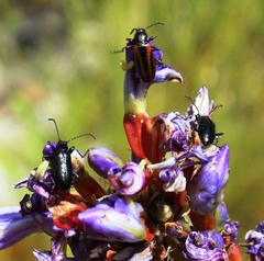Neoeutrapela