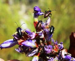 Neoeutrapela