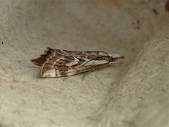 Catoptria oregonicus