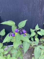 Solanum dulcamara