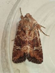 Lacinipolia stricta