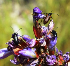 Neoeutrapela