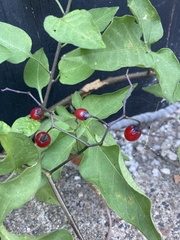 Solanum dulcamara