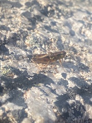 Melanoplus oregonensis