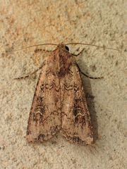 Euxoa ochrogaster