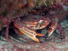 Cronius ruber
