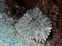 Actinostella flosculifera