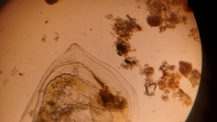 Simocephalus serrulatus