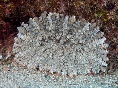 Actinostella flosculifera