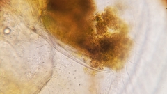 Simocephalus serrulatus