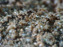 Actinostella flosculifera