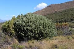 Protea pendula