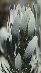 Protea pendula