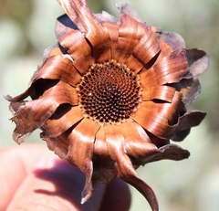 Protea pendula