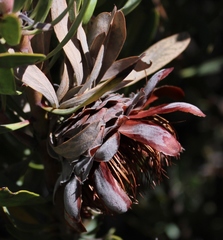 Protea pendula