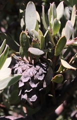 Protea pendula