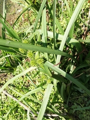 Sparganium erectum erectum