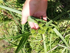 Sparganium erectum erectum