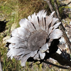 Protea grandiceps