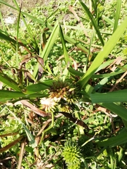 Sparganium erectum erectum