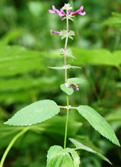 Stachys chamissonis cooleyae