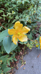 Hypericum × hidcoteense