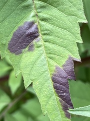 Sumitrosis inaequalis