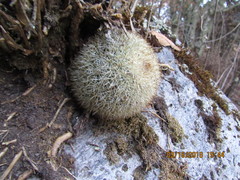Mammillaria densispina