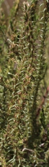 Myrovernix glandulosus