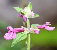 Stachys chamissonis cooleyae