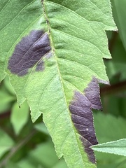 Sumitrosis inaequalis