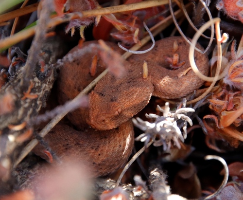 Many-horned Adder, Bitis cornuta
