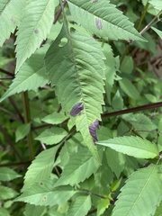 Sumitrosis inaequalis