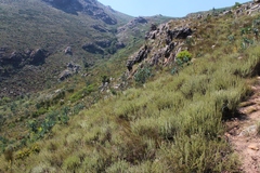 Myrovernix glandulosus