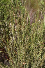 Myrovernix glandulosus