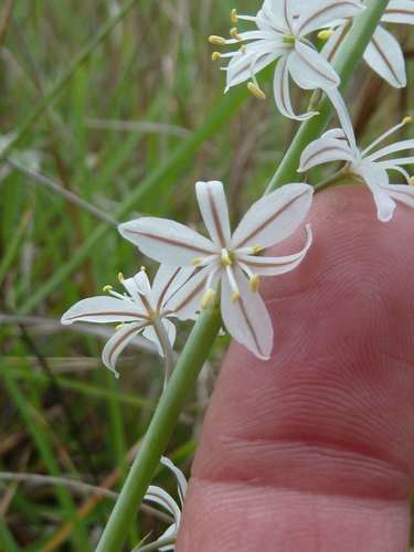 Trachyandra saltii