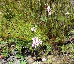 Pelargonium patulum patulum