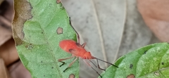 Leptocoris