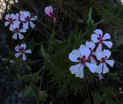 Pelargonium patulum patulum