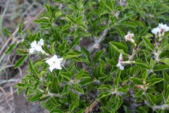 Pachypodium saundersii