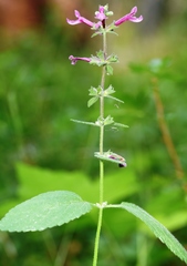 Stachys chamissonis cooleyae