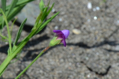 Lathyrus hirsutus