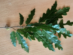 Quercus cerris
