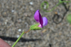 Lathyrus hirsutus