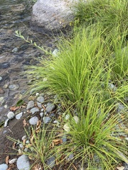 Carex lenticularis
